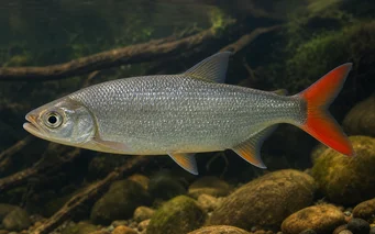 Brycon rubricauda