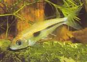 Bryconaethiops boulengeri Tetra utropstecken