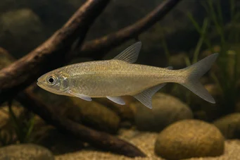Bryconaethiops boulengeri (Tetra utropstecken)