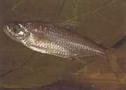 Bryconaethiops macrops Tetra stora maskerade ögon