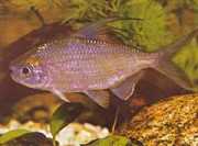 Bryconaethiops microstoma Liten mun tetrament