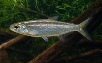 Bryconops affinis Avsmalnande bryconops