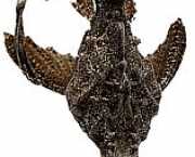 Bunocephalus kneri Banjo