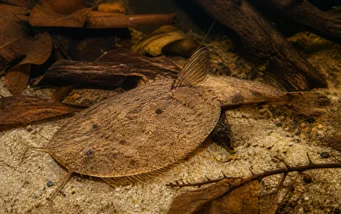 Bunocephalus kneri (Banjo)
