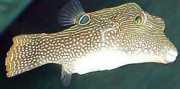 Canthigaster solandri Canthigaster-Paon