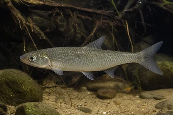 Capus commus (Vanlig karp)