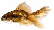 Carassius auratus voile Hästsvans