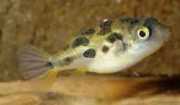 Carinotetraodon travanco... Dvärgtetraodon