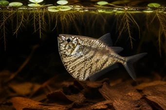 Carnegiella strigata strigata (Marmorerad)