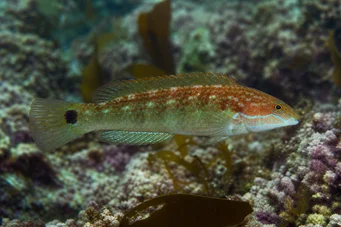 Centrolabus melops (Vanlig crenilabre)