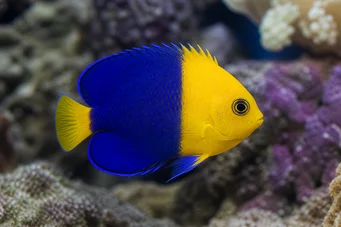Centropyge bicolor