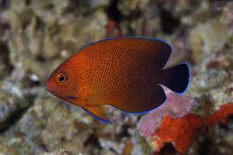 Centropyge ferrugatus (Rost dvärg ängel)