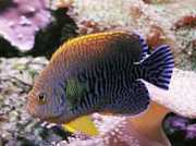 Centropyge potteri Röda havet