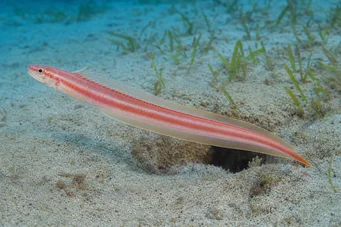 Cepola rubescens (Trenifisk)