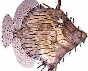 Chaetoderma penicilligera Utsmyckad