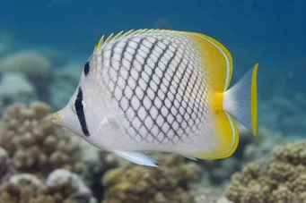 Chaetodon decussatus (Chétodon falskt vagabond)