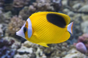 Chaetodon ephippium Svart spot papillon fisk