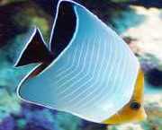 Chaetodon larvatus Maskerad papillonfisk