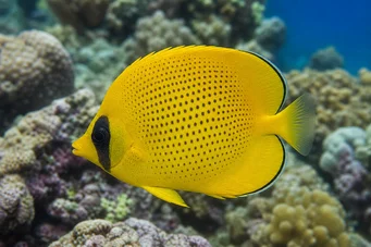 Chaetodon miliaris Citronbröd