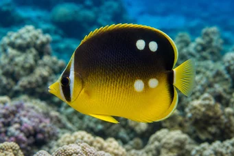 Chaetodon quadrimaculatus (Fyra platser)