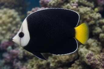 Chaetodontoplus melanosoma Brun ängel