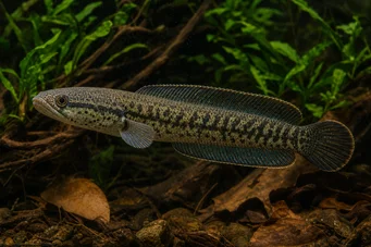Channa asiatica (Channa asiatica)
