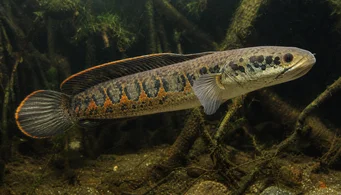 Channa micropeltes Ormhuvud