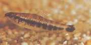 Characidium fasciatum Characidium fascinerad