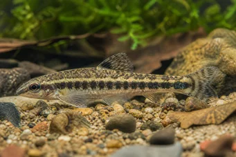 Characidium fasciatum Characidium fascinerad