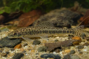 Characidium rachovii Rachov Tetra-tolkare