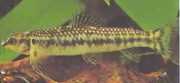 Characidium sp. aff. fasciatum Rio neger teter