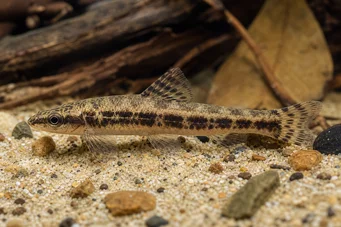 Characidium sp. aff. fasciatum (Rio neger teter)