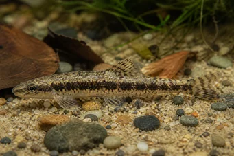 Characidium steindachneri Spottare