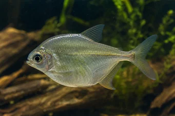 Charax gibbosus