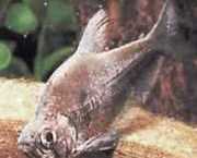 Charax tectifer Charax slagskepp