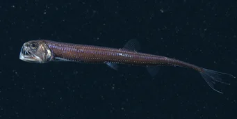 Chauliodus sloani (Sjömask)