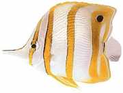 Chelmon rostratus Chelmon med dålig näbb