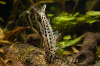 Chilodus punctatus Upp och ner