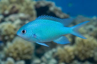 Chromis caerulea (Grön krom)