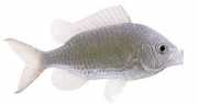Chromis chromis Gastagnol
