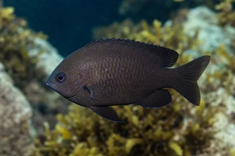 Chromis chromis Gastagnol