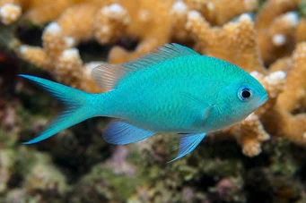 Chromis viridis (Gröna gastagnol)