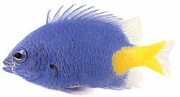 Chrysiptera parasema Blå dam med gul svans