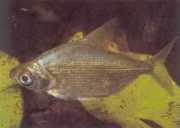 Citharinus congicus Kondarin