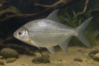 Citharinus congicus (Kondarin)