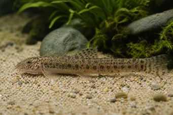 Cobitis biwae