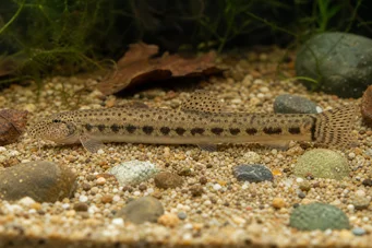 Cobitis taenia Flodloche