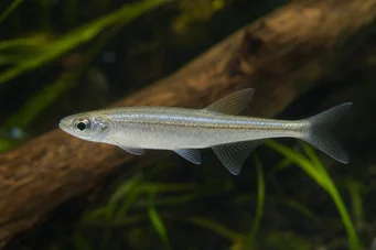 Coelurichthys tenuis (Tetra höll, tetra-barberos)