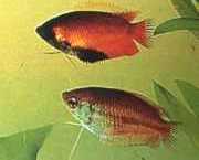 Colisa chuna Chunapaket