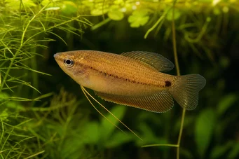 Colisa sota (Älskling gourami)